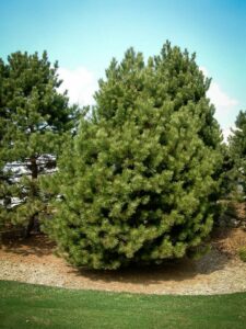 Сосна Чёрная (Pinus Nigra) купить по цене от 270.00р. в интернет-магазине «Посадика» с доставкой почтой в в Подпорожьее и по всей России – [изображение №1].