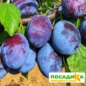 Слива Чачакская ранняя купить по цене от 229.00р. в интернет-магазине «Посадика» с доставкой почтой в в Подпорожьее и по всей России – [изображение №1].