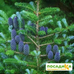 Пихта корейская (Abies koreana) купить по цене от 450.00р. в интернет-магазине «Посадика» с доставкой почтой в в Подпорожьее и по всей России – [изображение №1].