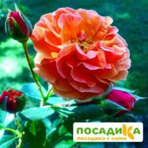 Роза Арабия купить по цене от 350.00р. в интернет-магазине «Посадика» с доставкой почтой в в Подпорожьее и по всей России – [изображение №1].