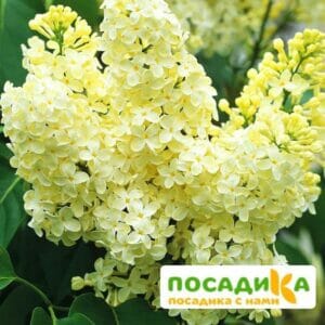 Сирень Примроуз (Primrose) купить по цене от 529.00р. в интернет-магазине «Посадика» с доставкой почтой в в Подпорожьее и по всей России – [изображение №1].