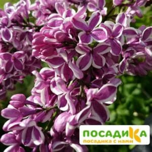 Сирень Сенсация купить по цене от 529.00р. в интернет-магазине «Посадика» с доставкой почтой в в Подпорожьее и по всей России – [изображение №1].