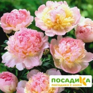 Пион Распберри Сандей (Paeonia Raspberry Sundae) купить по цене от 959р. в интернет-магазине «Посадика» с доставкой почтой в в Подпорожьее и по всей России – [изображение №1].