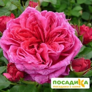 Шраб Роза Соул купить по цене от 390.00р. в интернет-магазине «Посадика» с доставкой почтой в в Подпорожьее и по всей России – [изображение №1].