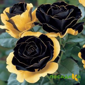 Роза Ханни Сикл купить по цене от 700р. в интернет-магазине «Посадика» с доставкой почтой в в Подпорожьее и по всей России – [изображение №1].