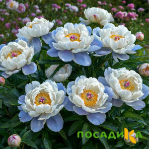 Пион акварельный Этюд купить по цене от 806р. в интернет-магазине «Посадика» с доставкой почтой в в Подпорожьее и по всей России – [изображение №1].