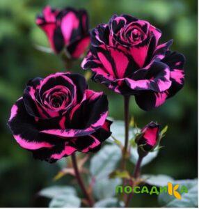 Роза Багровый Шепот купить по цене от 366р. в интернет-магазине «Посадика» с доставкой почтой в в Подпорожьее и по всей России – [изображение №1].